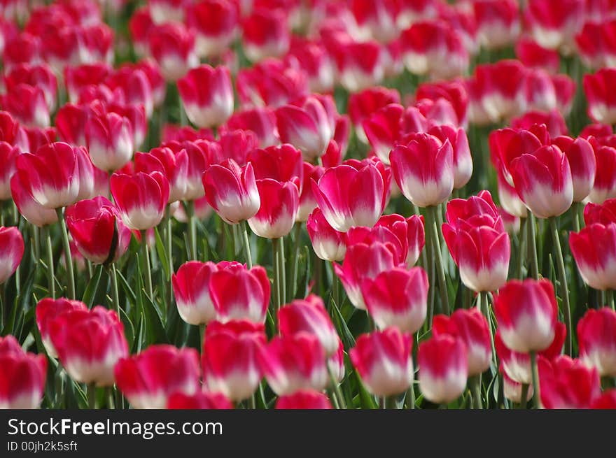 Tulips