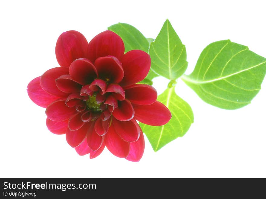 Red flower on white background