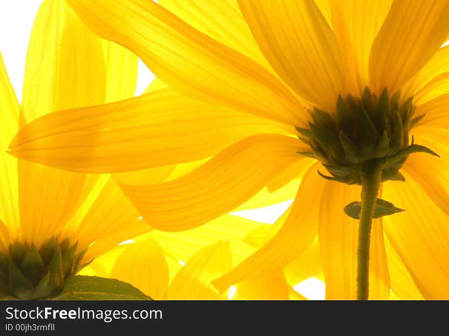 Close up of yellow flowers