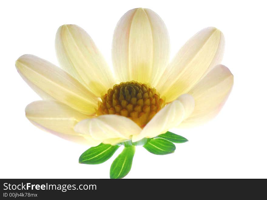 Macro photo of yellow flower