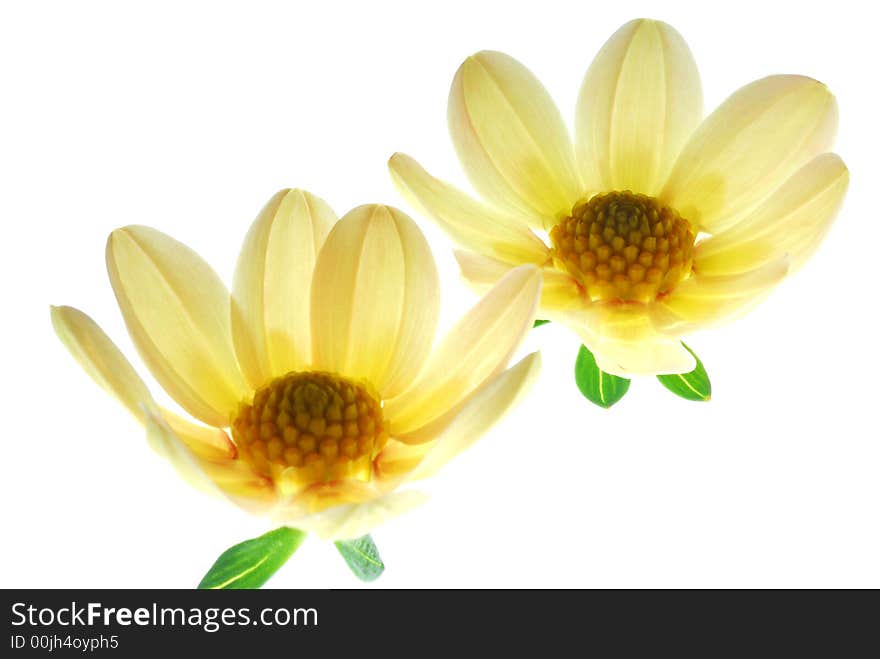 Two yellow flowers on white background