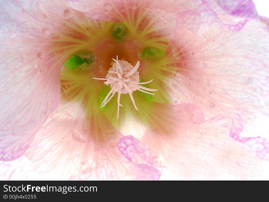 Macro photo of flower´s inside