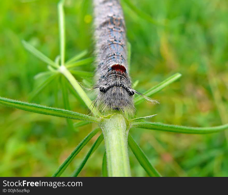 Close up of the grey caterpillar with long hair on head on grass. Russian Far East. Close up of the grey caterpillar with long hair on head on grass. Russian Far East.