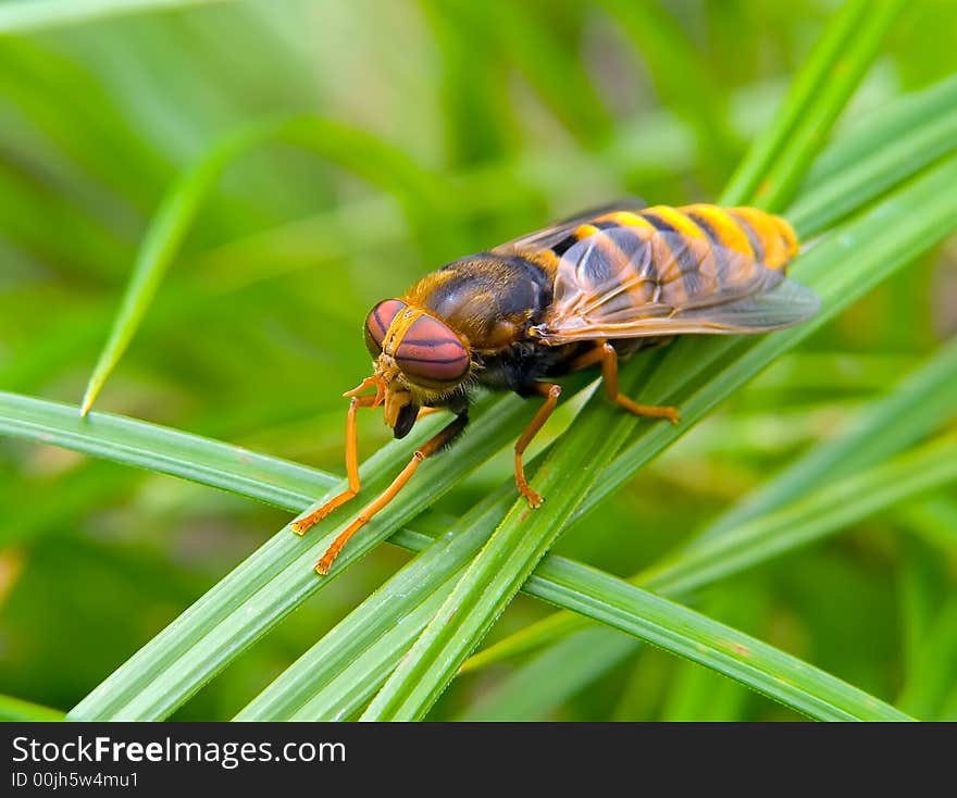 Fly Tabanus 3