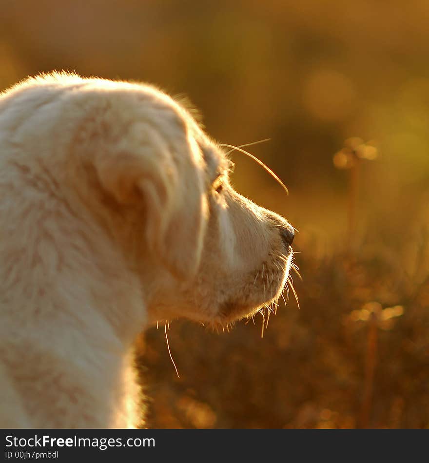 Took this photo @ sunrise in autumn.
My dog was 2 months old, focusing on the light outline was what I did to give it a sharper significance. Took this photo @ sunrise in autumn.
My dog was 2 months old, focusing on the light outline was what I did to give it a sharper significance.