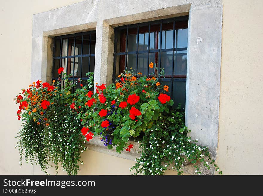 Red flowers at the window