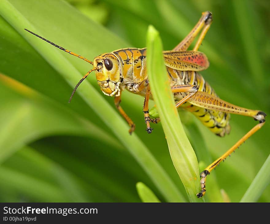 This grasshopper is feasting on a field of tropical lilies. This grasshopper is feasting on a field of tropical lilies.