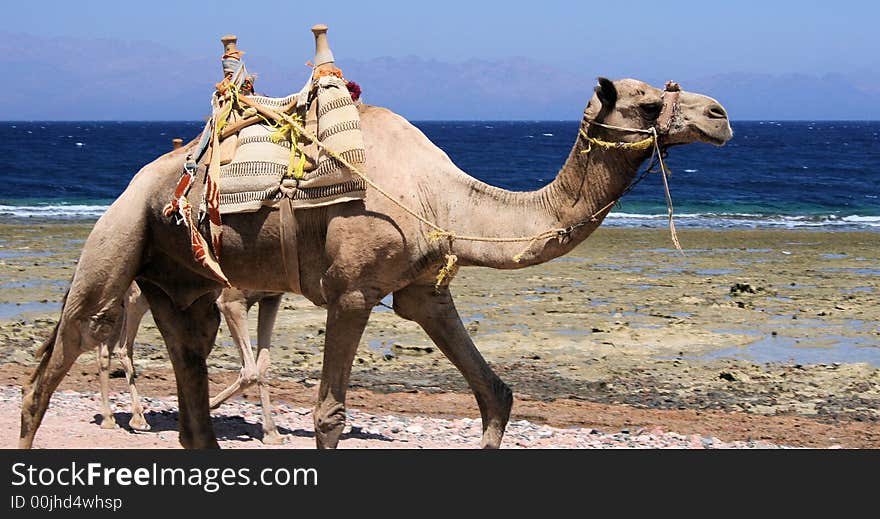 Dromedary