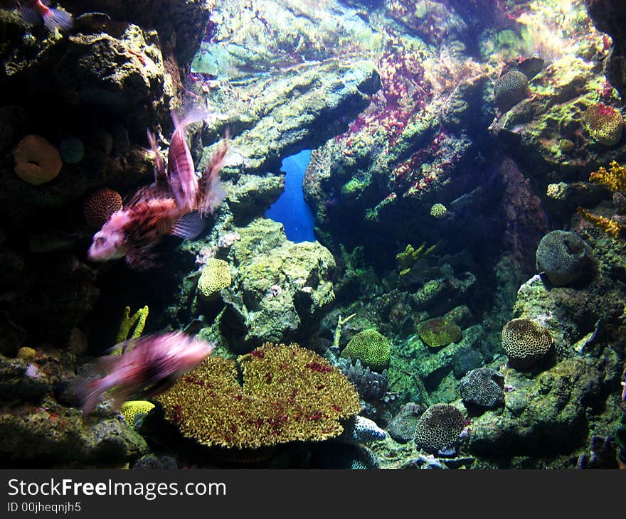 Underwater aquatic life with swimming purple fishes. Underwater aquatic life with swimming purple fishes