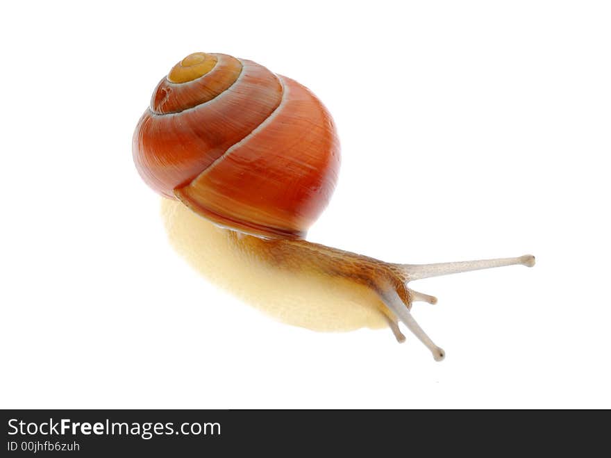 Macro photo of snail on white background