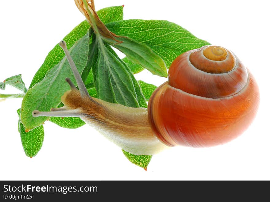 Brown snail on green leaf