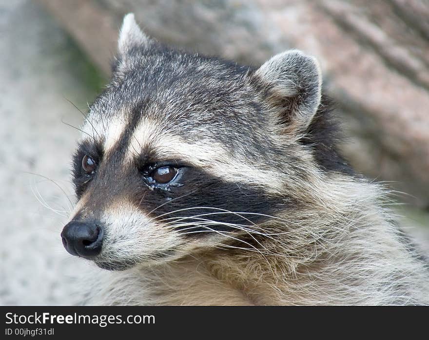 Racoon 9