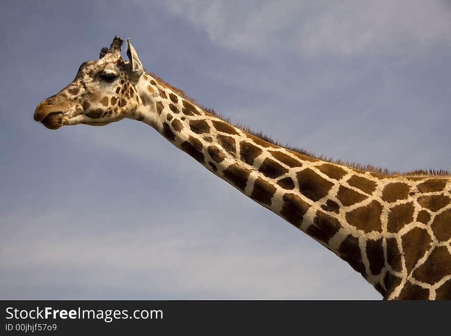 Close up of a giraffe