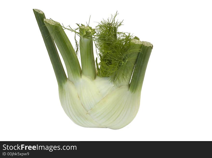 Fresh fennel grub isolated on white background