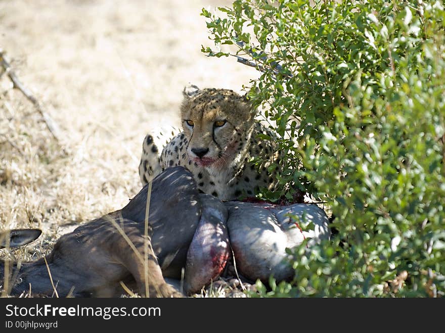 Lone Cheetah with kill hiding in the shade.  Located at Londolozi in Sabi Sands, Kruger National Park, South Africa