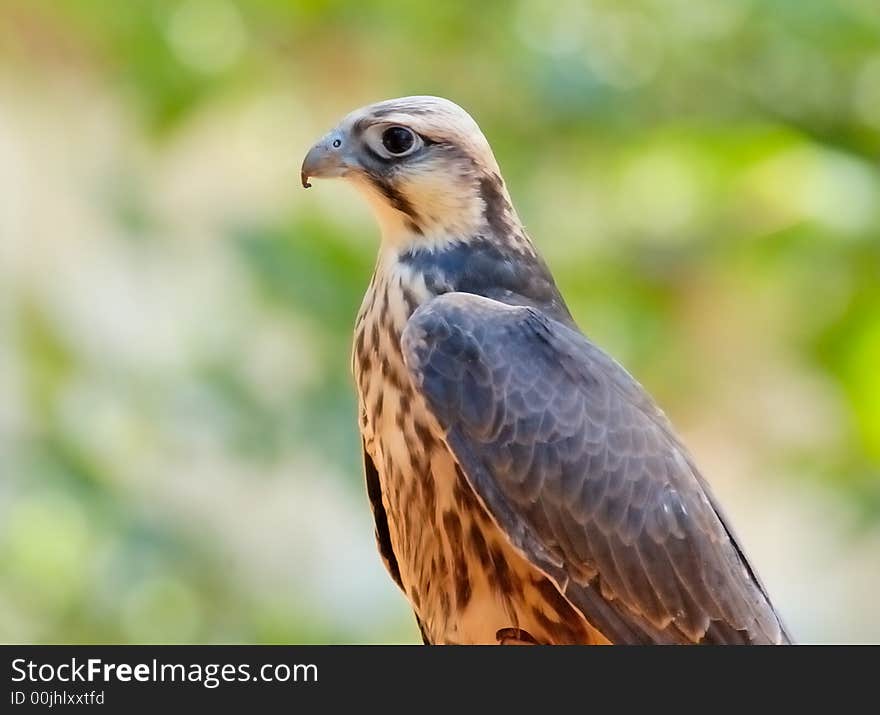 Falcon (young female)