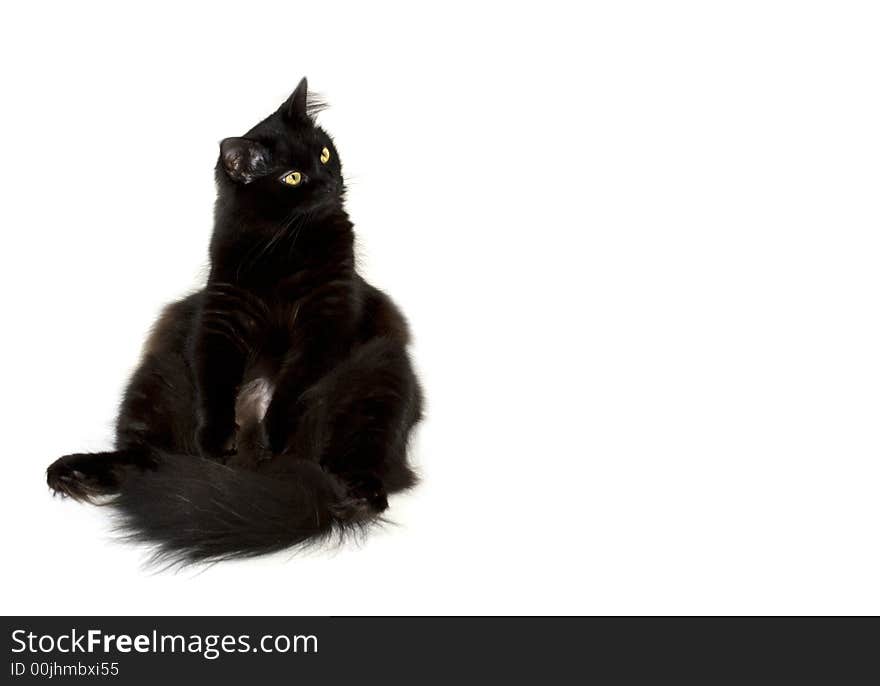 Black cat sitting on the left and watching to the right isolated on white