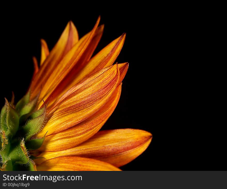 Back Side of a Sunflower