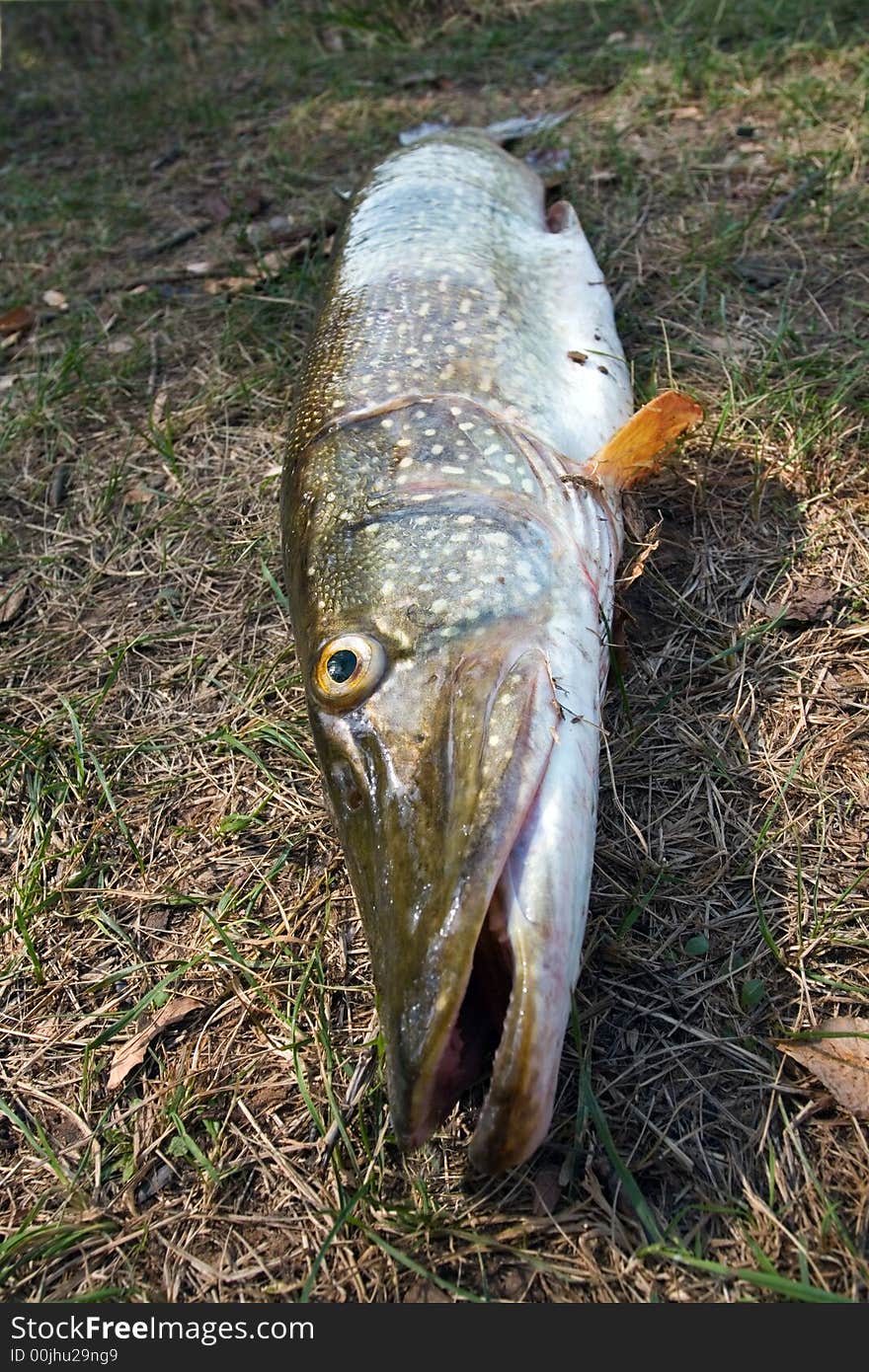 Fishing. Big pike rests upon herb