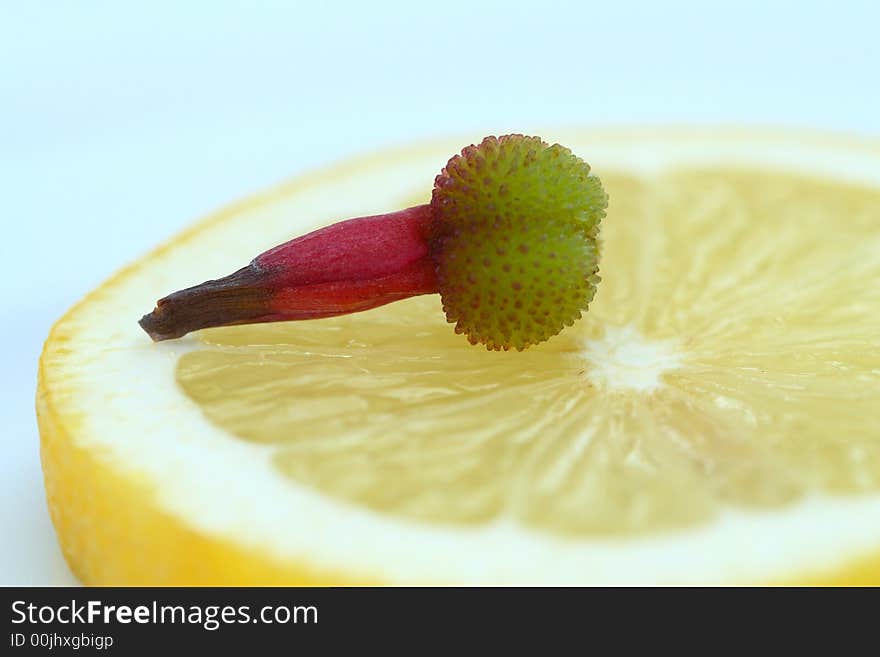 Close up of bud of flower on the lemon