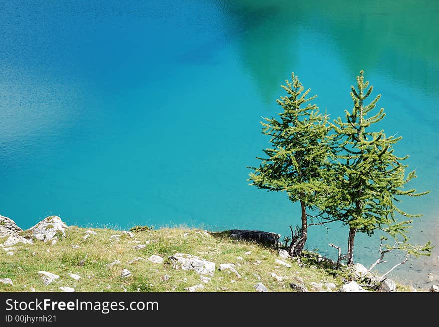 Two mountain pine trees over a deep blue water