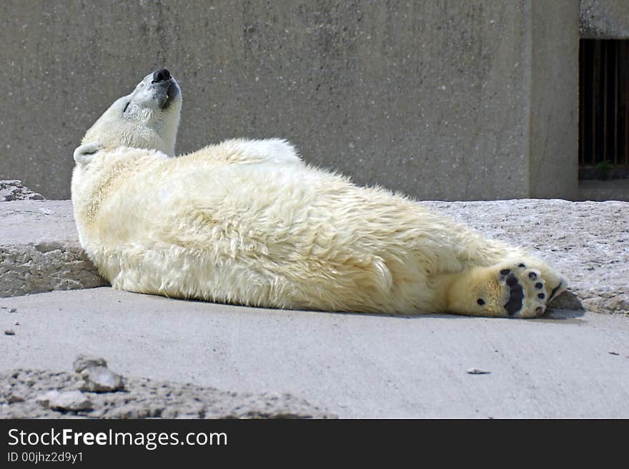 Polar Bear