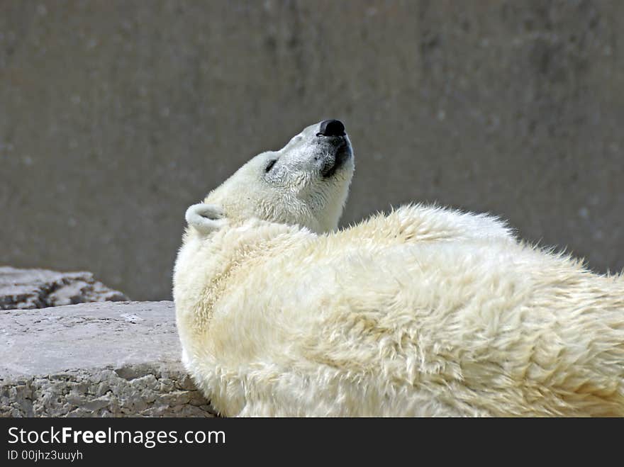 Polar Bear