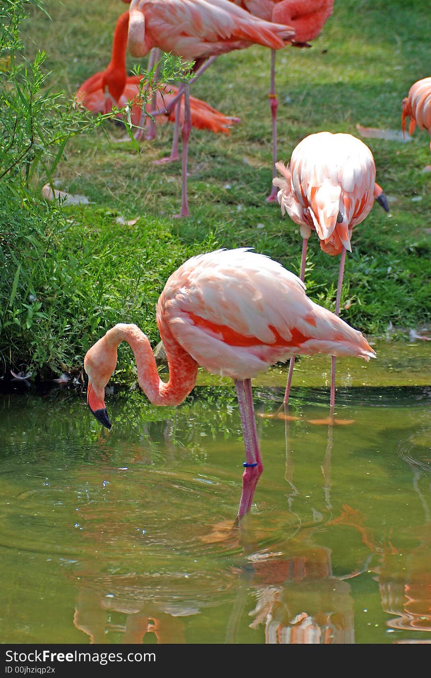 Pink Flamingos