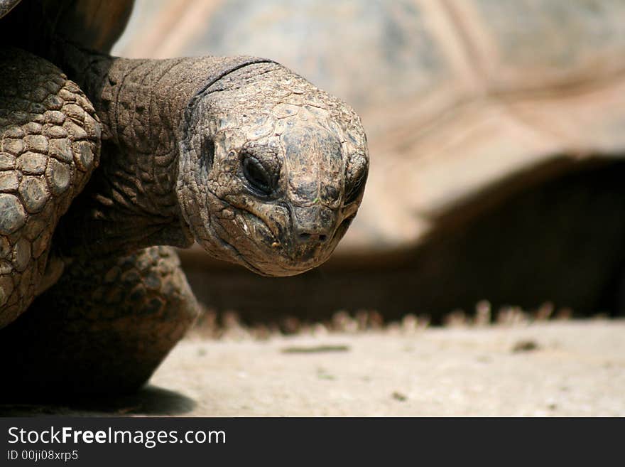 I used to get this kind of look from my grandfather. This tortoise is clearly very old. I used to get this kind of look from my grandfather. This tortoise is clearly very old.