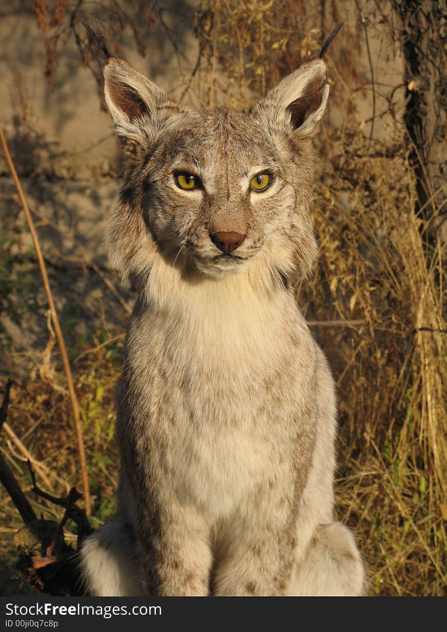 Lynx in Kazakhstan mountains. Rare animal of the Red book of Kazakhstan