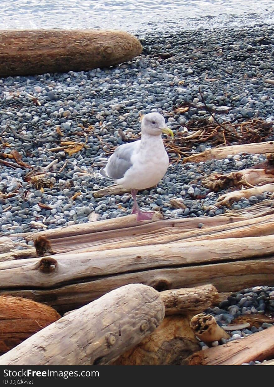 A seagull stands on a beach log in Victoria, BC, Canada. A seagull stands on a beach log in Victoria, BC, Canada