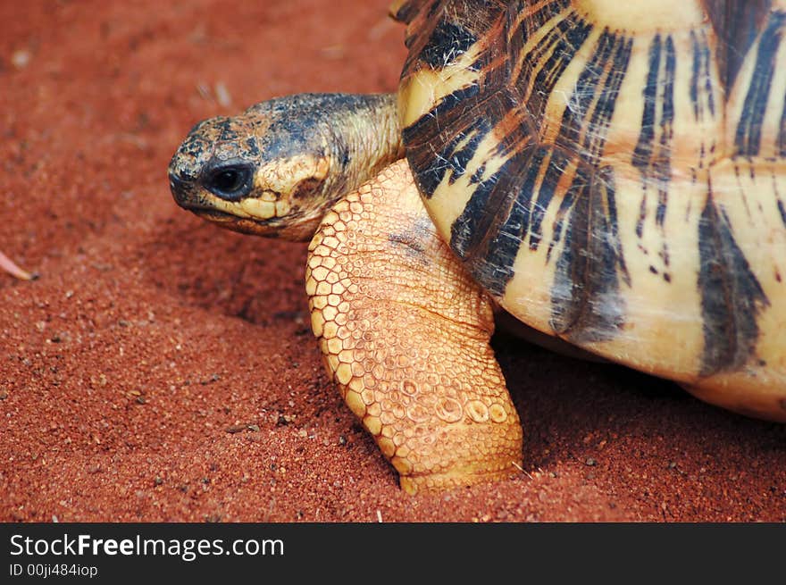 Close up of a box turtle crawling on sand