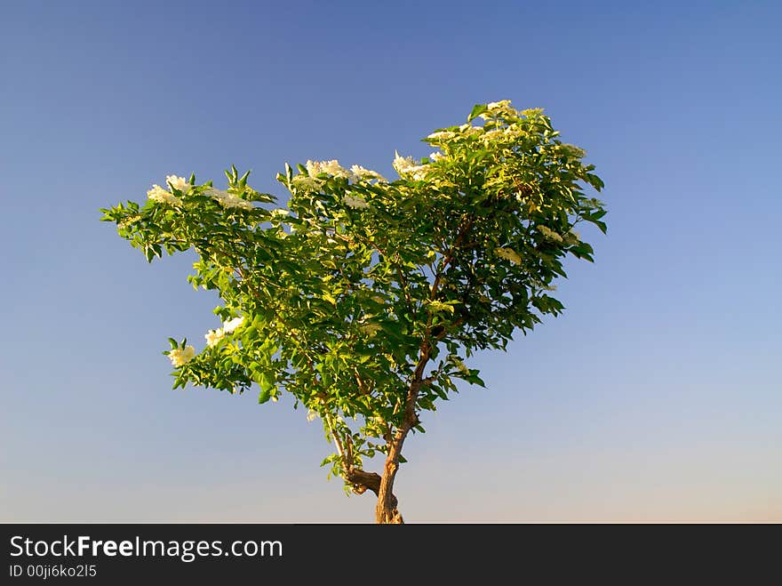 Lonely green tree