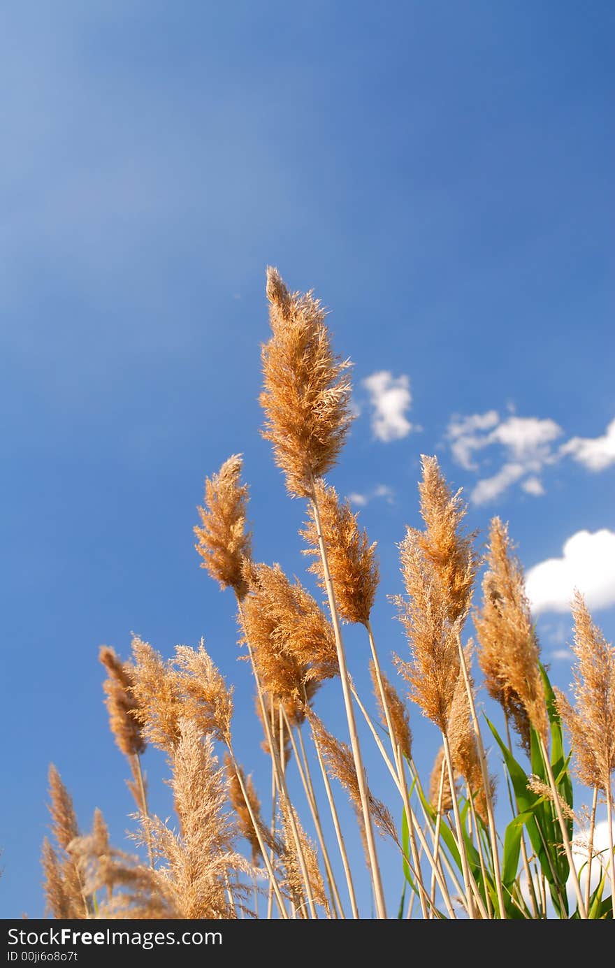 Old cane on  background of  dark blue sky. Old cane on  background of  dark blue sky