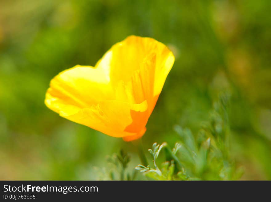 Yellow Flower