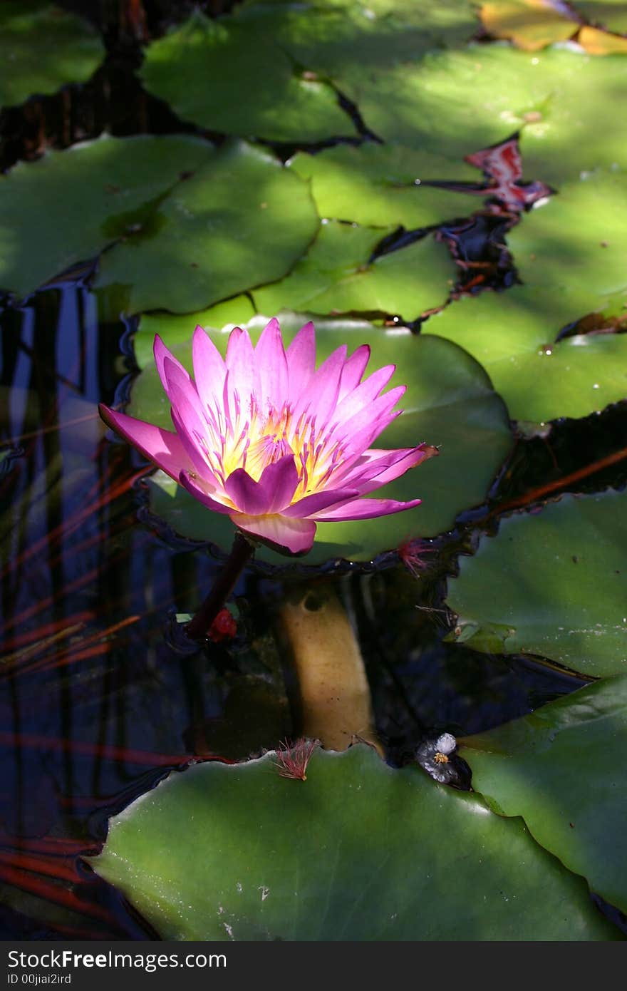 A Waterlily S Glow