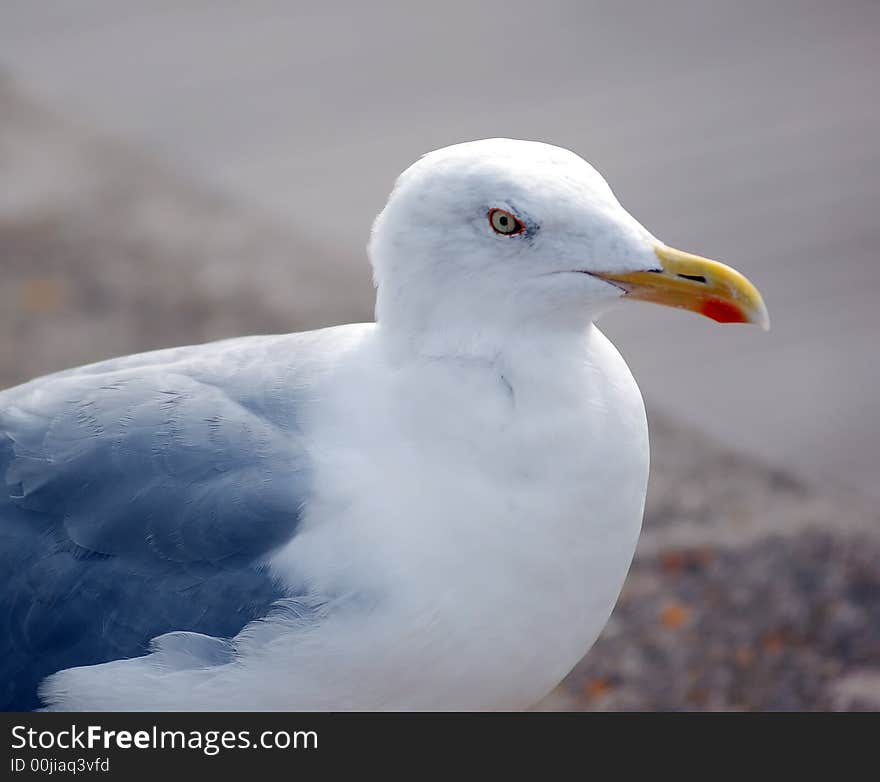 Sea-gull