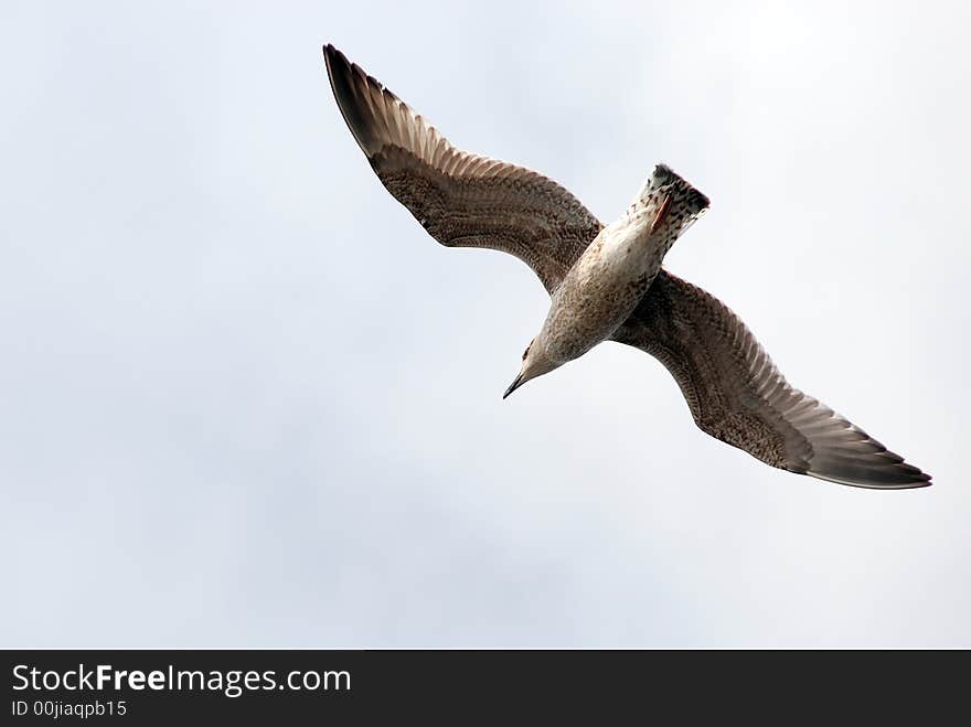 Sea-gull