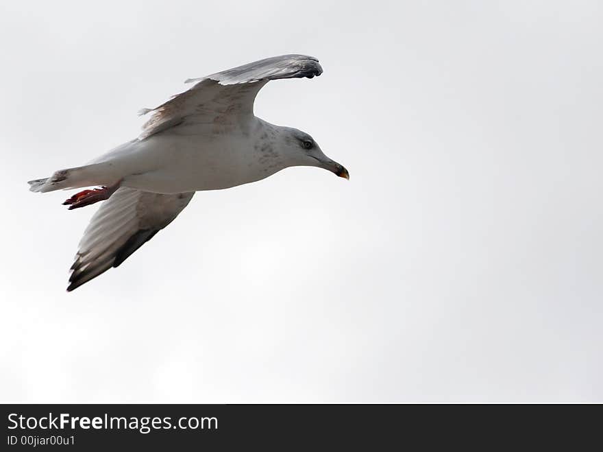 Sea-gull