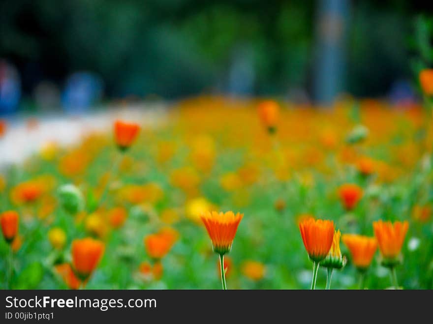 Marigold flower in a park alley