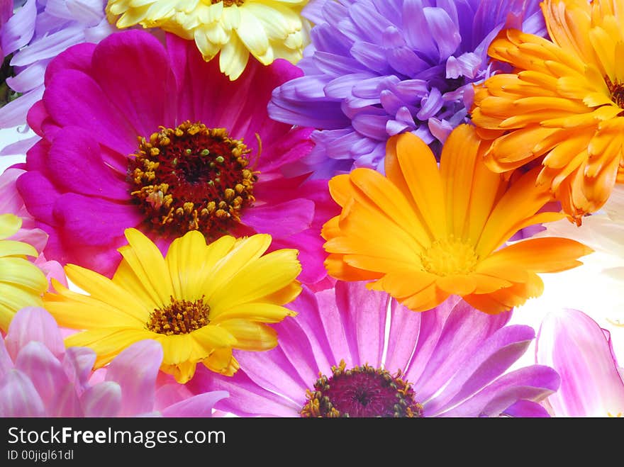 Bunch of color flowers on white background