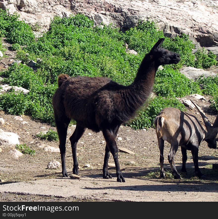 Young and furry llama trying to look cool. Young and furry llama trying to look cool