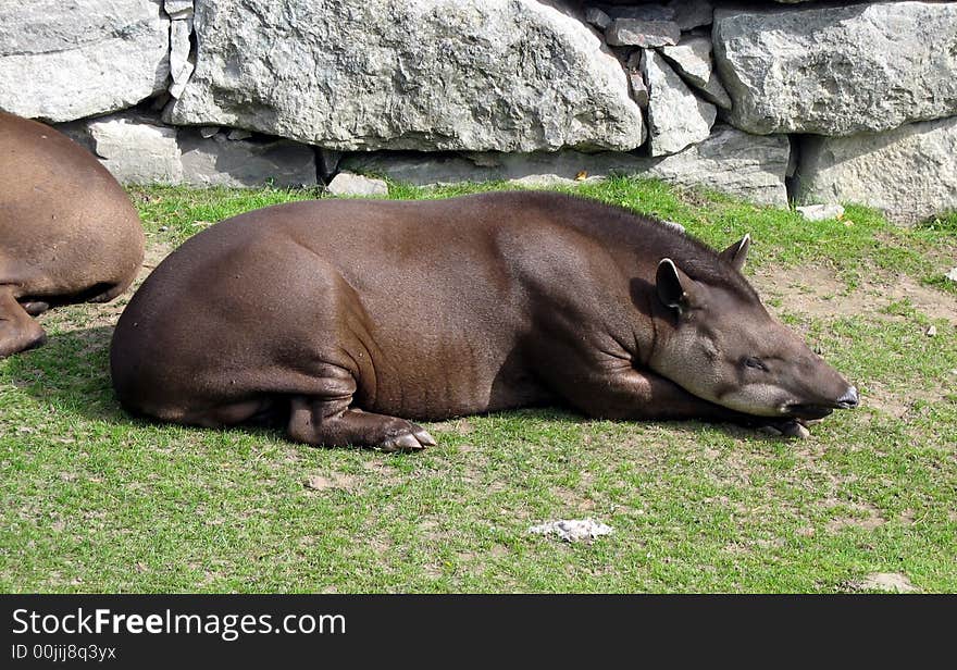 Sleeping tapir