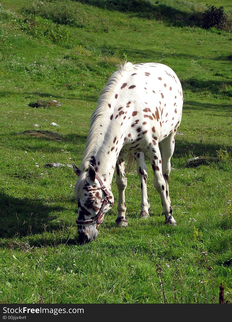 Tigered horse eating some grass in the pasture. Tigered horse eating some grass in the pasture