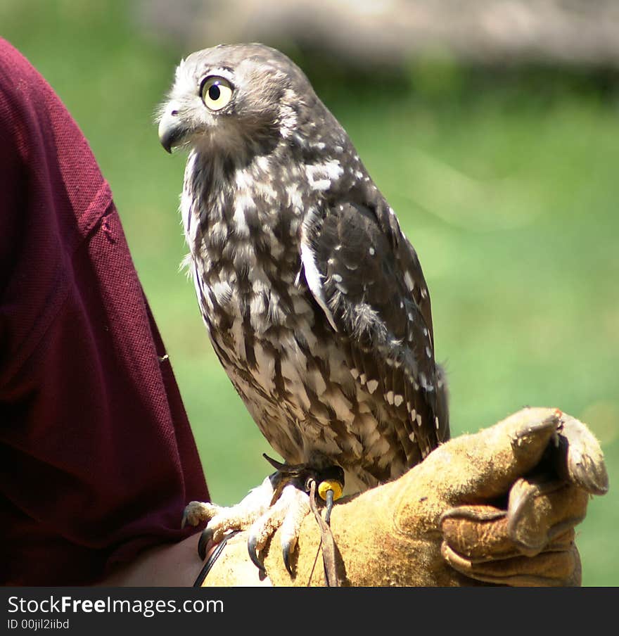 Australian owl waiting for a piece of meat.