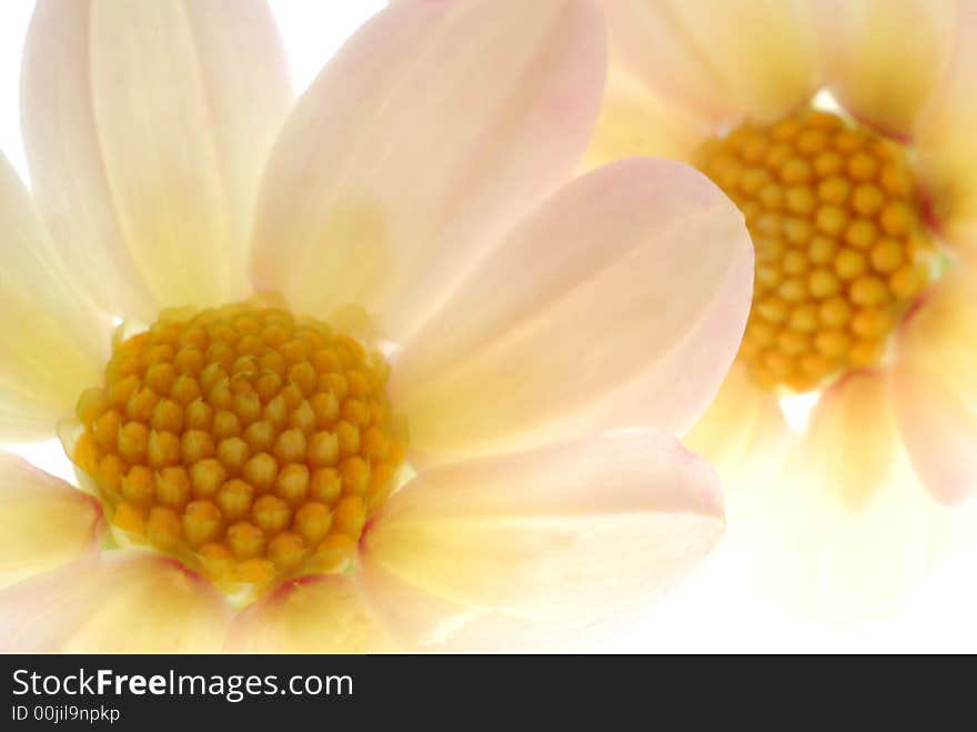 Close up of white flowers on white background