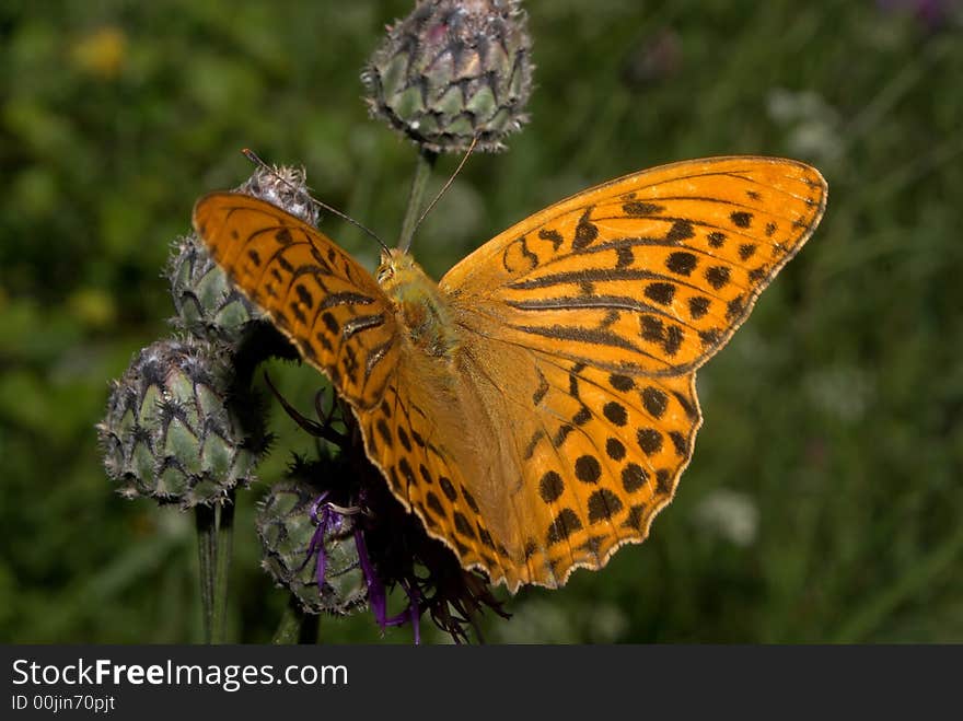 Brown shaggy the butterfly on rest