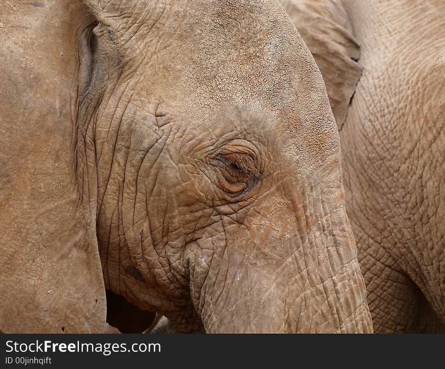 Close up from elephant in Kenya. Close up from elephant in Kenya