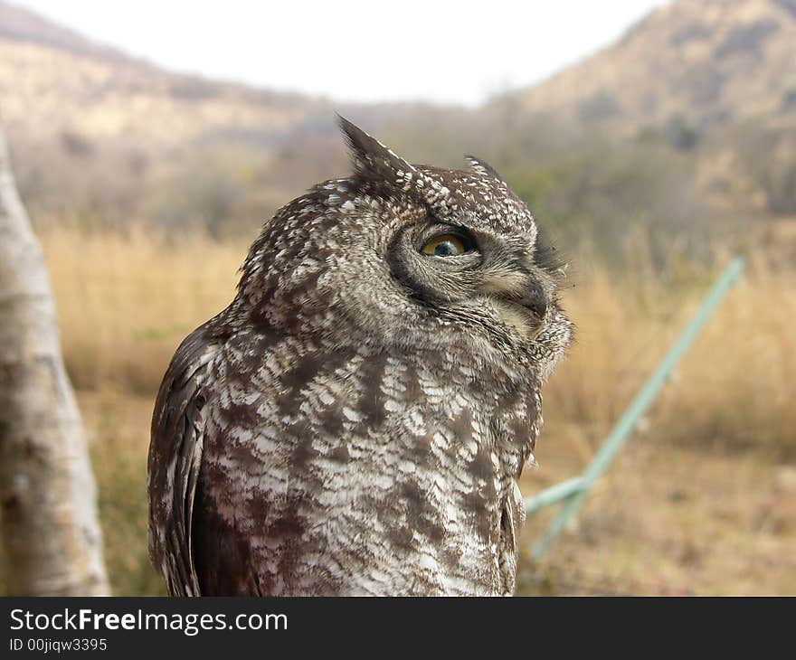 Eagle Owl