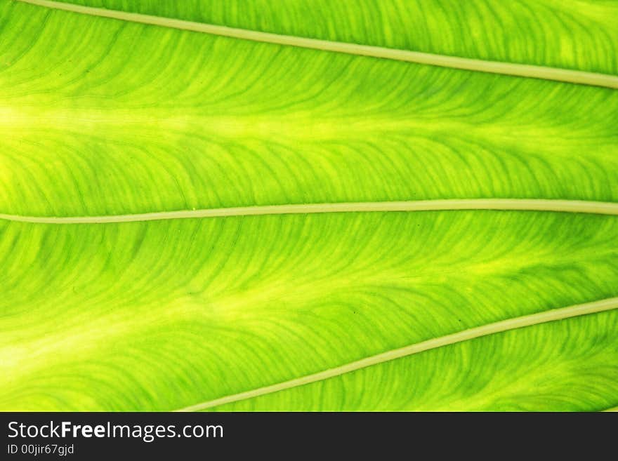 Close-up photo of a green leaf. Close-up photo of a green leaf